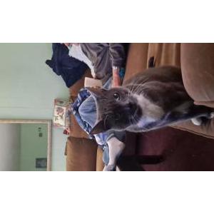 Image of Twinky, Lost Cat