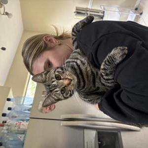 Lost Cat Cardi