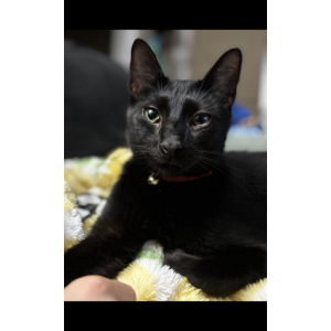 Image of Salem, Lost Cat