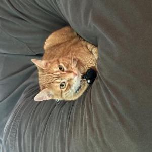 Lost Cat tiger
