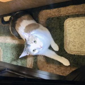 Image of Monkey cat, Lost Cat