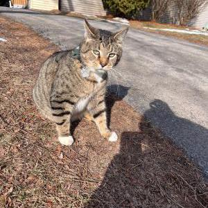 Lost Cat Osiris