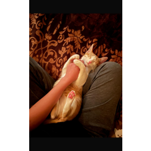 Image of Lana, Lost Cat