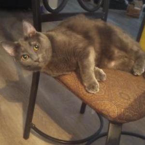 Lost Cat Natasha