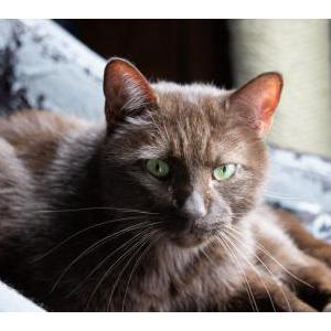 Lost Cat Chocula