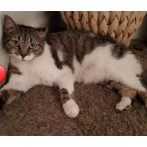 Lost Cat Pumpkin