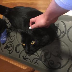 Lost Cat Kyo