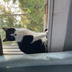 Image of Ebisuu, Lost Cat