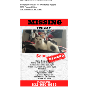 Lost Cat Twizzy
