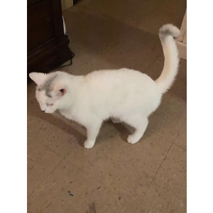 Lost Cat Bella