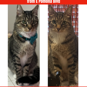 Lost Cat Dex