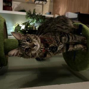 Lost Cat Zelda