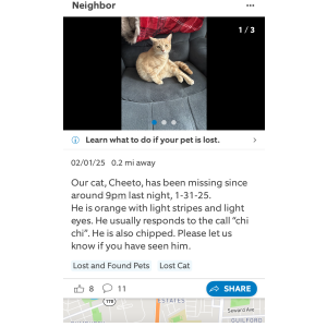 Lost Cat Cheeto