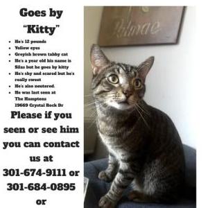 Lost Cat Silas but goes kitty