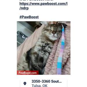 Lost Cat Stormy