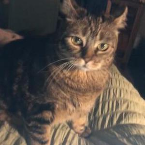 Lost Cat Nelly (Nelson)
