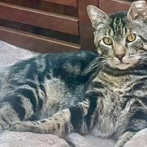 Image of Neptune, Lost Cat