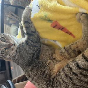 Lost Cat Ellie