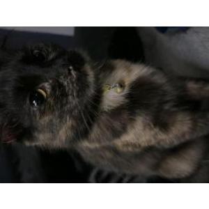 Image of Sushi, Lost Cat