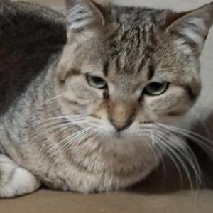 Lost Cat Zinc Bourgoyne