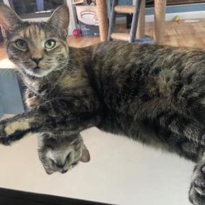 Lost Cat Basil
