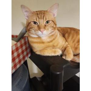 Lost Cat Maple