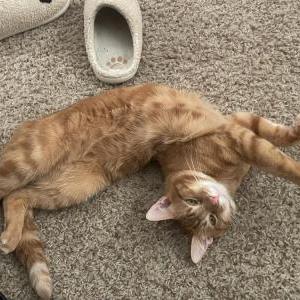 2nd Image of Maple, Lost Cat