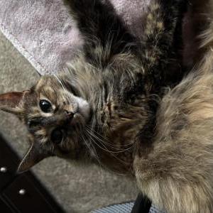 Lost Cat Junipurr