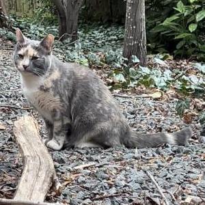Found Cat Unknown