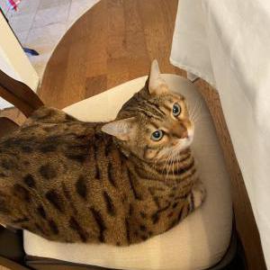 Lost Cat Gracie