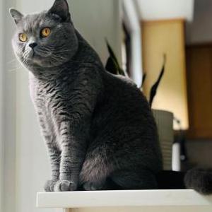 Image of Nelson, Lost Cat