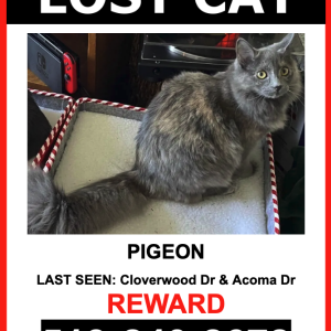 Lost Cat Pigeon