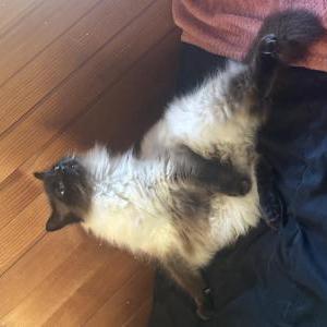 Image of Zeus, Lost Cat