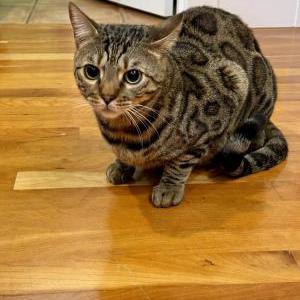 Lost Cat Leo
