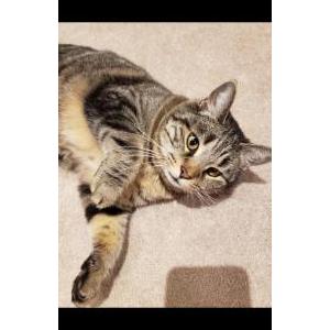 Image of Bebe cote, Lost Cat