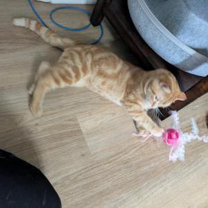Found Cat Unknown