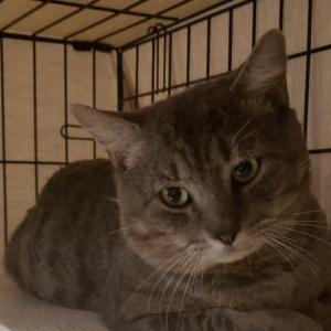 Found Cat Sammy