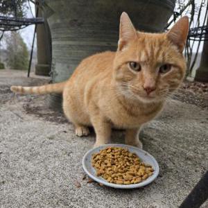 Found Cat Unknown