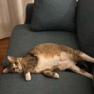 Lost Cat Blair