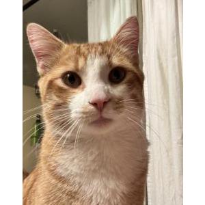 Image of Unknown, Found Cat