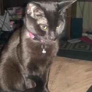 Image of Midnight, Lost Cat