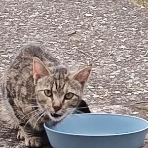 Image of Unknown, Found Cat