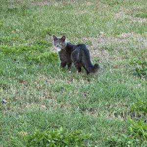 Found Cat Unknown