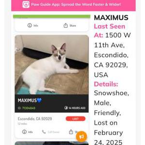 Image of Maximus, Lost Cat