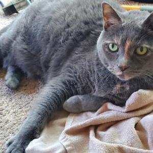 Image of Abby, Lost Cat