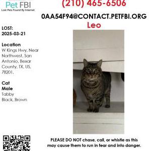 Lost Cat Leo