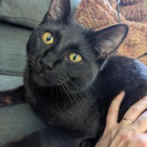 Image of Unknown, Found Cat