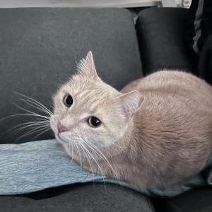 Image of Jake, Lost Cat