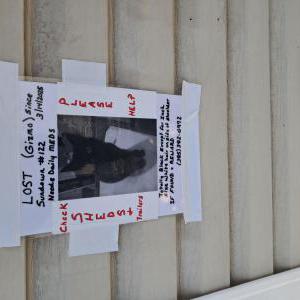 Lost Cat Gismo