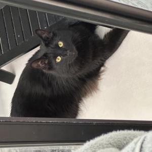Lost Cat Shadow
